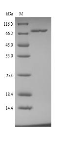Recombinant Human Clathrin interactor 1(CLINT1)