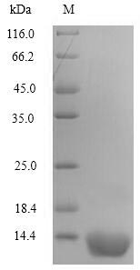 Recombinant Human Perilipin-4(PLIN4),partial