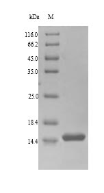 Recombinant Bertholletia excelsa 2S sulfur-rich seed storage protein 1(BE2S1),partial