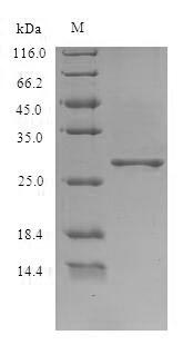 Recombinant Potato leafroll virus Major capsid protein (ORF3)