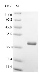 Recombinant Mouse Thy-1 membrane glycoprotein(Thy1)