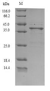 Recombinant Staphylococcus aureus Staphylococcal secretory antigen ssaA2(ssaA2)