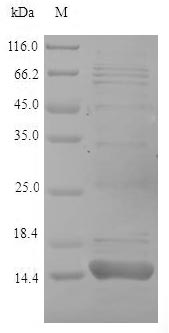 Recombinant Dictyostelium discoideum Ponticulin(ponA)