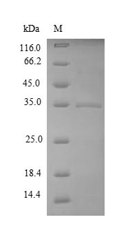 Recombinant Bacillus subtilis Uncharacterized protein yuaB(yuaB)