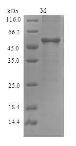 Recombinant Arabidopsis thaliana Transcriptional activator DEMETER(DME),partial
