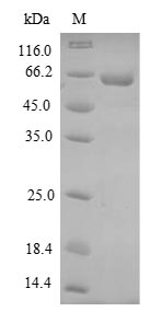Recombinant Dog Uncharacterized protein(DMP1)