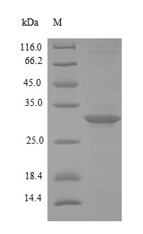Recombinant Brucella abortus HTH-type quorum sensing-dependent transcriptional regulator vjbR(vjbR)
