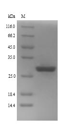 Recombinant Human Zinc finger protein GLI2(GLI2),partial
