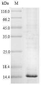 Recombinant Mouse Transthyretin(Ttr)