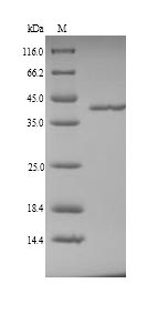 Recombinant Pig Coagulation factor XII(F12),partial