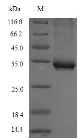 Recombinant Human T-cell surface glycoprotein CD1c(CD1C),partial