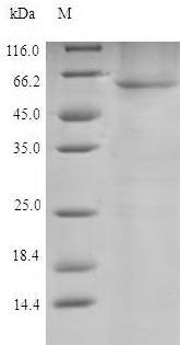 Recombinant Cricetulus griseus Protein disulfide-isomerase(P4HB)