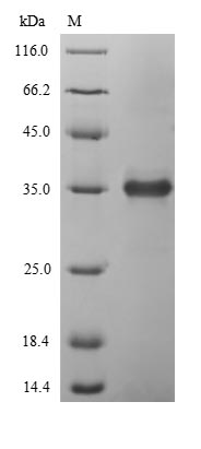 Recombinant Enterobacteria phage T4 Lysozyme(E)