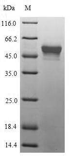 Recombinant Mycoplasma pneumoniae Putative Xaa-Pro aminopeptidase(pepP)