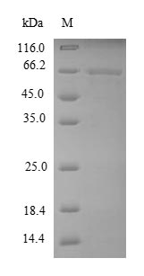 Recombinant Dog MMP13 protein(MMP13)