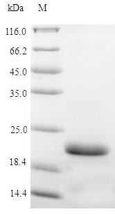 Recombinant Pig Vasopressin V2 receptor(AVPR2),partial