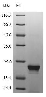 Recombinant Enterobacteria phage M13 (Bacteriophage M13) Tail virion protein G9P