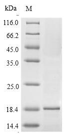 Recombinant Apium graveolens Major allergen Api g 1, isoallergen 1