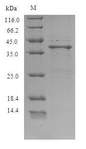 Recombinant Lithobates catesbeiana Saxiphilin,partial
