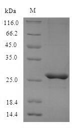 Recombinant Mouse Mast cell protease 4(Mcpt4)
