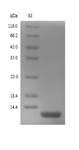 Recombinant Human Beta-defensin 130(DEFB130)