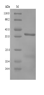 Recombinant Dog Annexin A13(ANXA13)