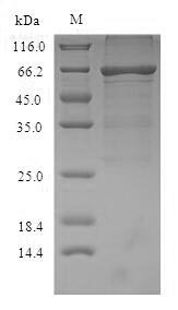 Recombinant Mouse Serum albumin(Alb)
