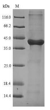 Recombinant Mouse Galectin-4(Lgals4)