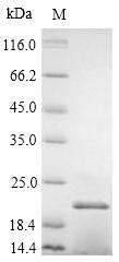 Recombinant Daucus carota 21KDA protein