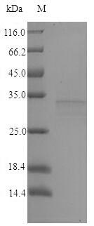 Recombinant Brucella abortus HTH-type quorum sensing-dependent transcriptional regulator VjbR(vjbR)