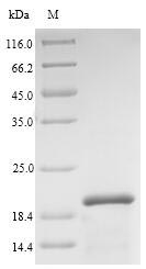 Recombinant Alnus glutinosa Major pollen allergen Aln g 1