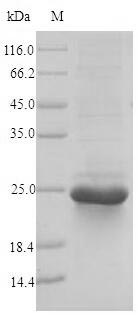Recombinant Hypocrea jecorina Hydrophobin-2(hfb2)