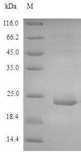 Recombinant Mouse C-type lectin domain family 4 member E(Clec4e) ,partial