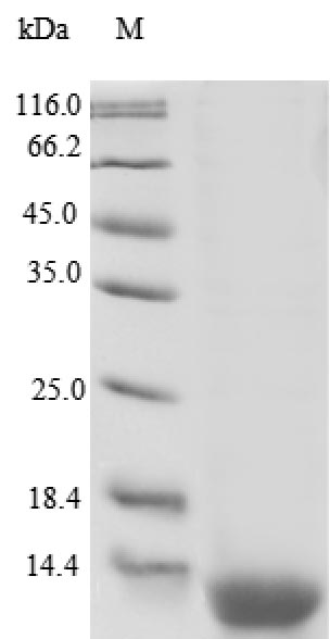 Recombinant Human Resistin-like beta(RETNLB)