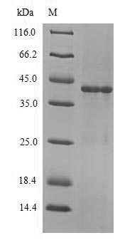 Recombinant Beta-lactamase OXA-10(bla)