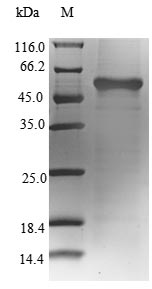 Recombinant Cricetulus griseus Glutamine synthetase(GLUL)