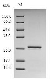 Recombinant Staphylococcus aureus Virulence factor esxA(esxA)