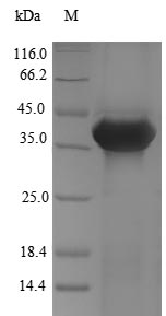 Recombinant Dog Annexin A13(ANXA13)