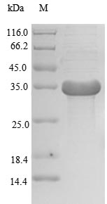 Recombinant Human Transcription activator BRG1(SMARCA4),partial
