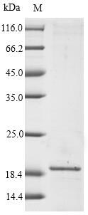 Recombinant Malus domestica Major allergen Mal d 1(MALD1)