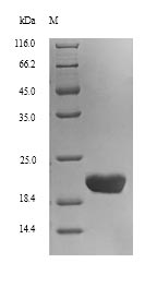 Recombinant Human C-type lectin domain family 4 member C(CLEC4C),partial