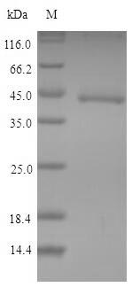 Recombinant Mouse Indoleamine 2,3-dioxygenase 1(Ido1)