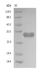 Recombinant Human Pyridoxal phosphate phosphatase(PDXP)