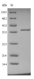 Recombinant Aedes aegypti 37KDA salivary gland allergen Aed a 2(D7)