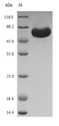 Recombinant Spinacia oleracea Ribulose bisphosphate carboxylase/oxygenase activase, chloroplastic