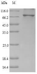 Recombinant Human Non-POU domain-containing octamer-binding protein(NONO)