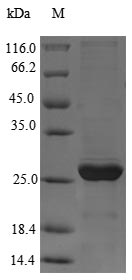 Recombinant Giardia lamblia virus Major capsid protein(gag) ,partial