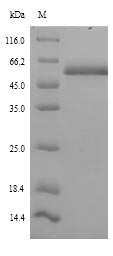 Recombinant Human Islet cell autoantigen 1(ICA1)