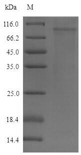 Recombinant Mouse Desmoglein-2(Dsg2),partial