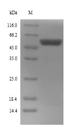 Recombinant Escherichia coli O127:H6 Trigger factor(tig)